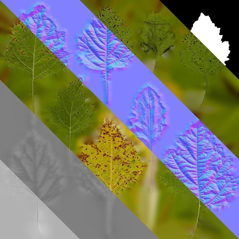 Anydrafts Nicandra physalodes Leaf 02 Texture_8