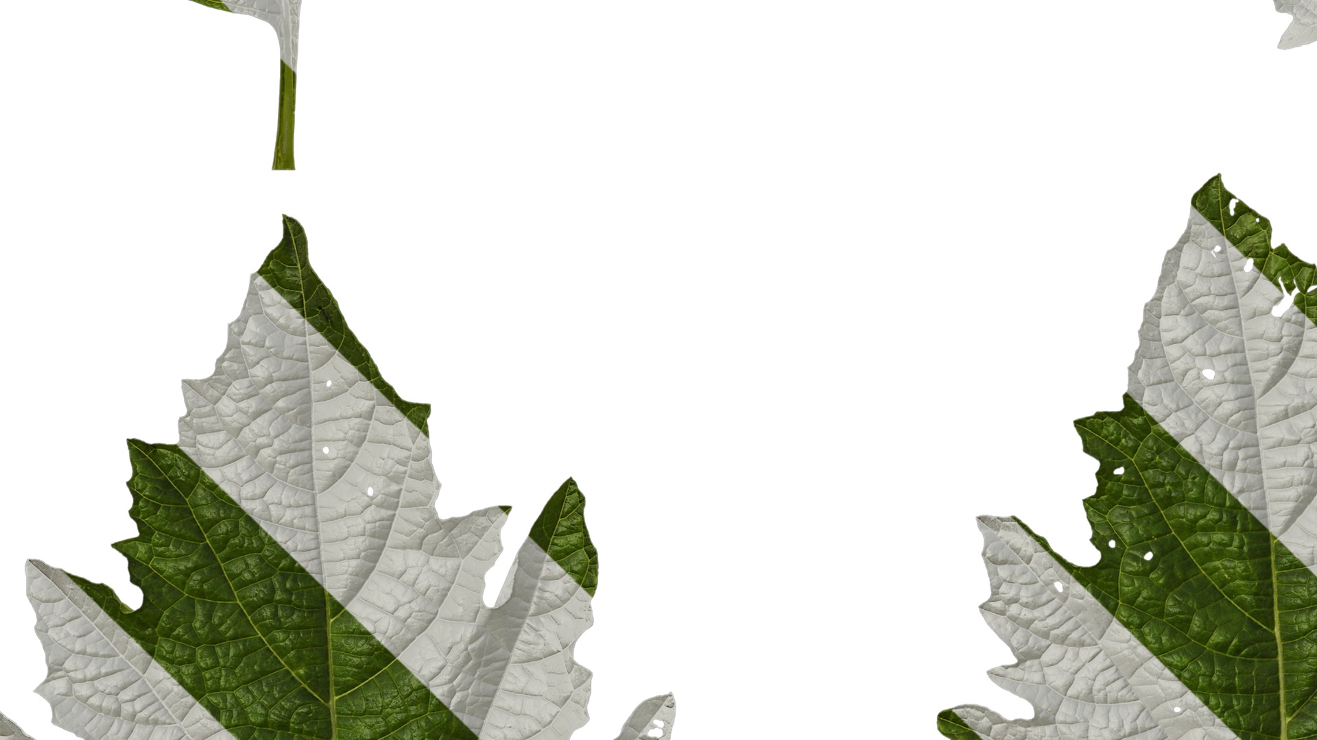 Anydrafts Nicandra physalodes Leaf 03 Texture_5