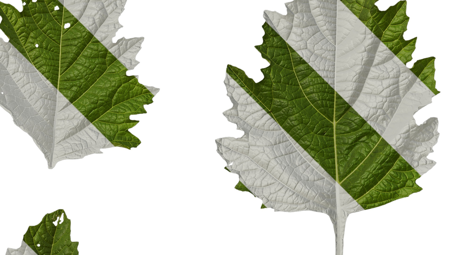 Anydrafts Nicandra physalodes Leaf 03 Texture_2