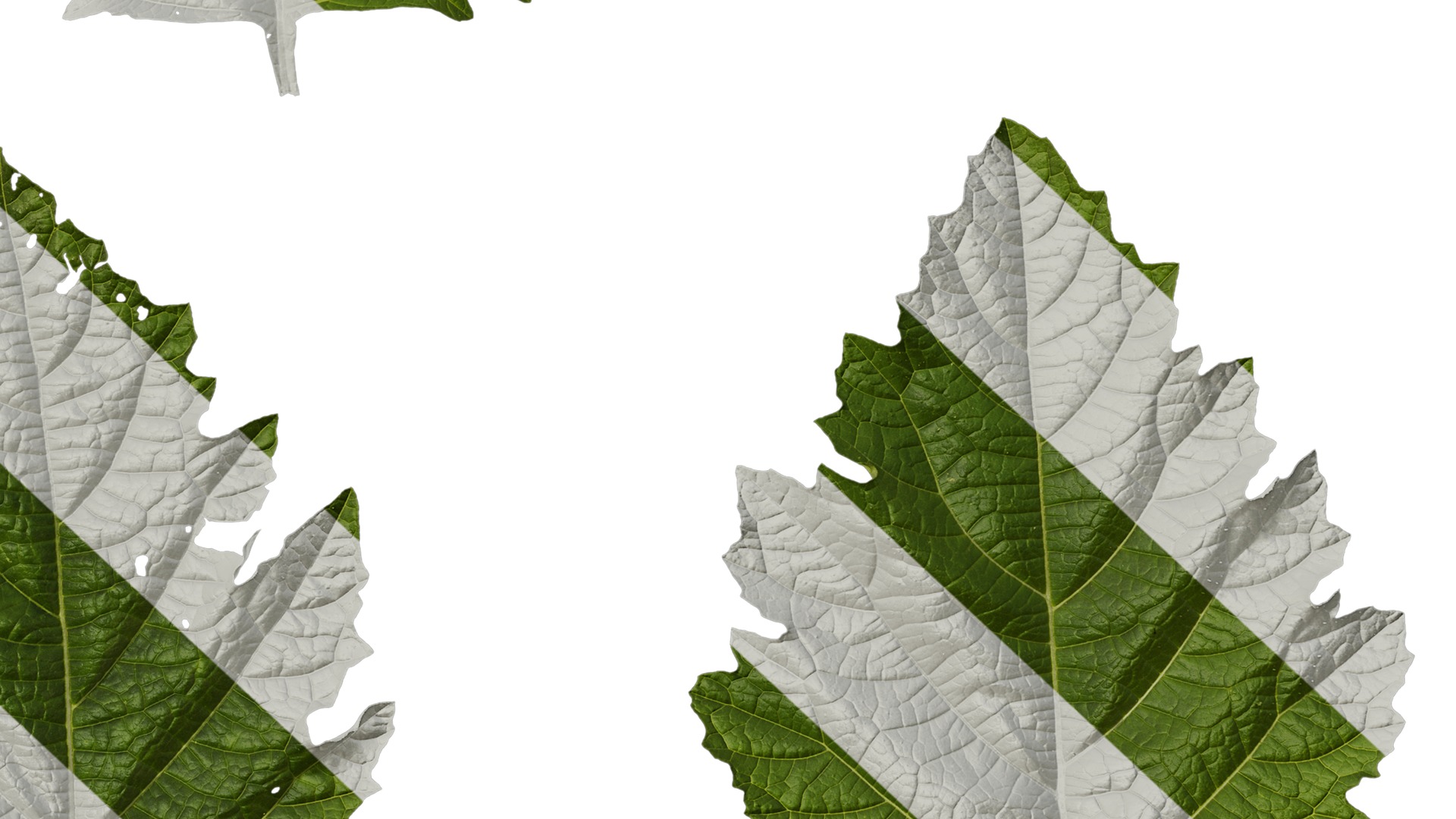 Anydrafts Nicandra physalodes Leaf 03 Texture_6