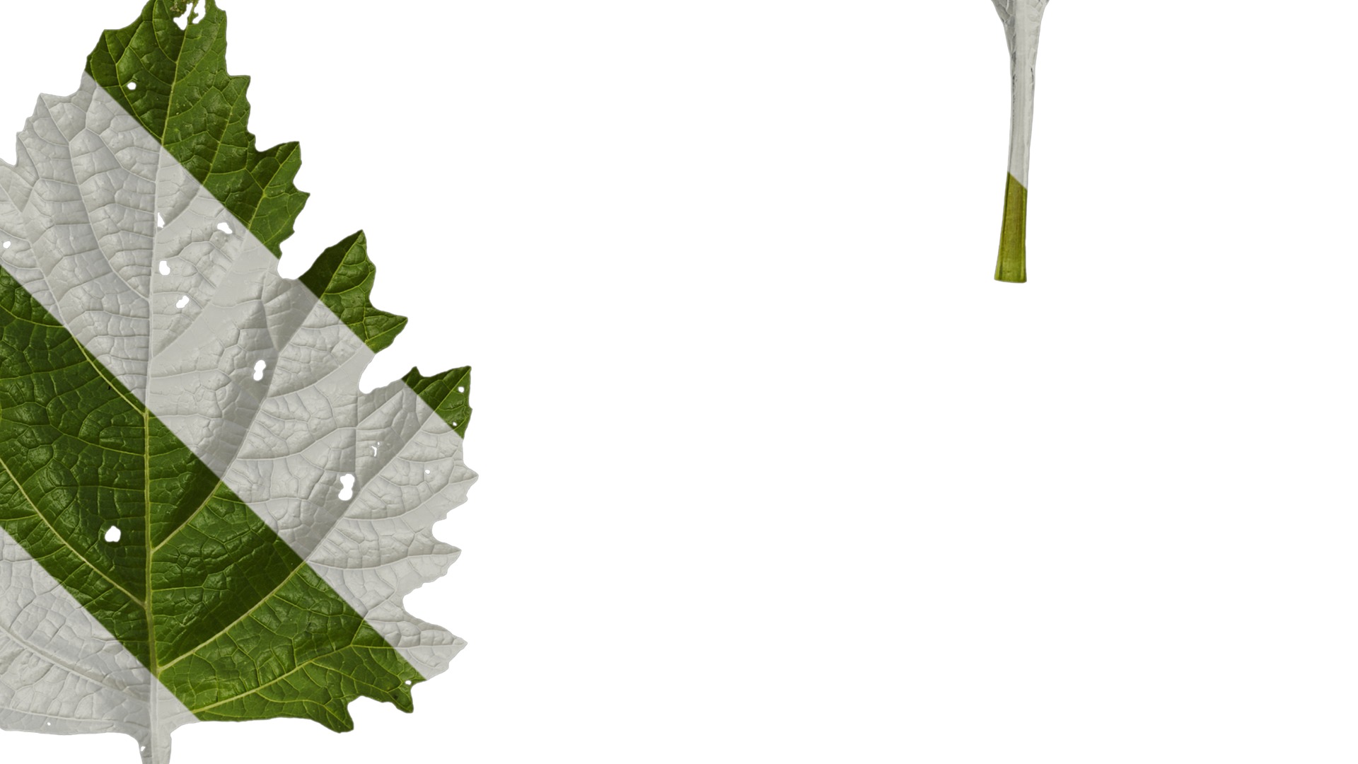 Anydrafts Nicandra physalodes Leaf 03 Texture_4