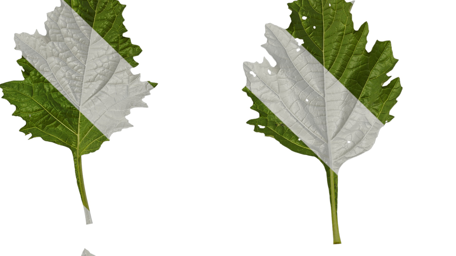 Anydrafts Nicandra physalodes Leaf 03 Texture_1