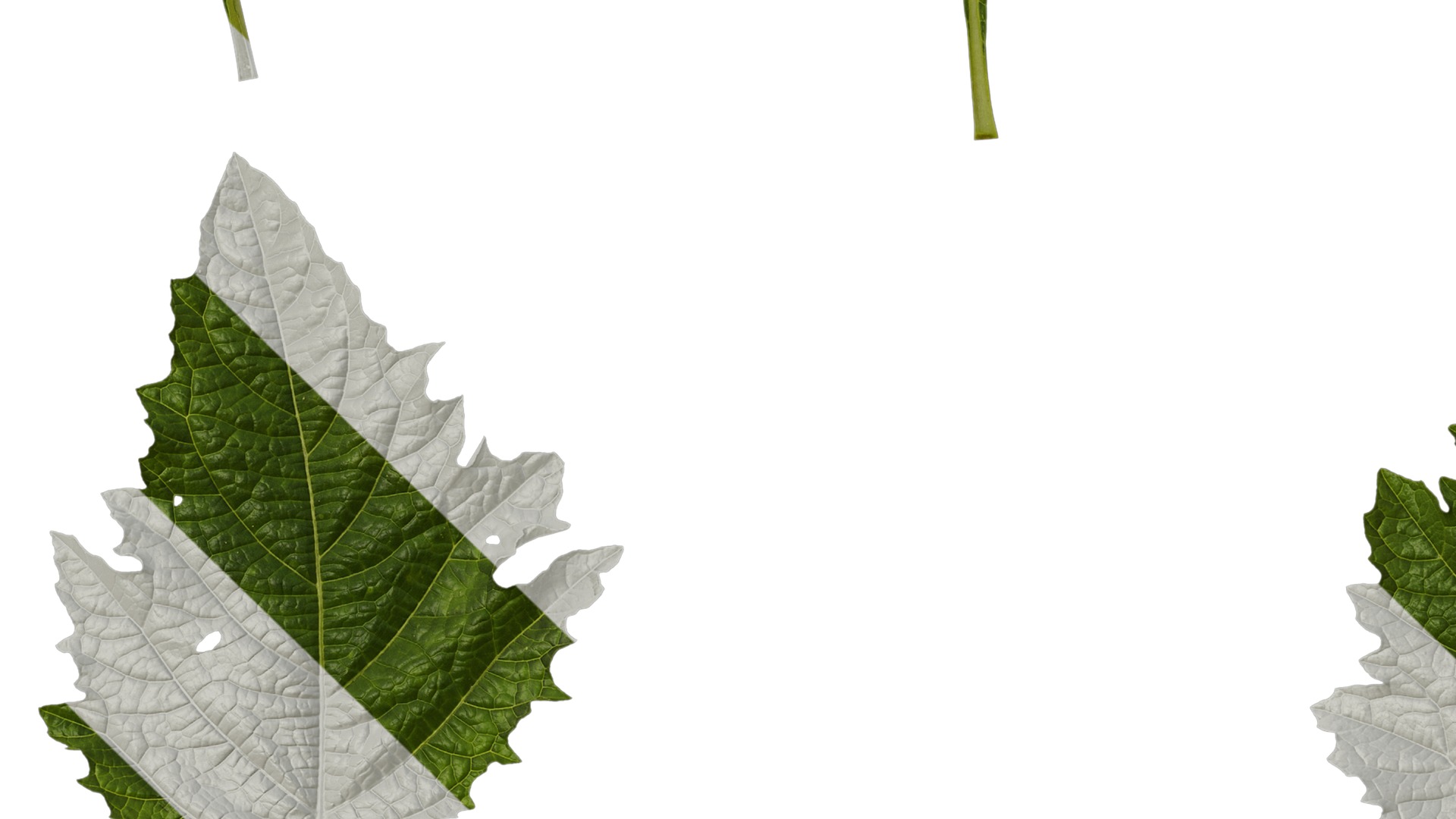 Anydrafts Nicandra physalodes Leaf 03 Texture_3