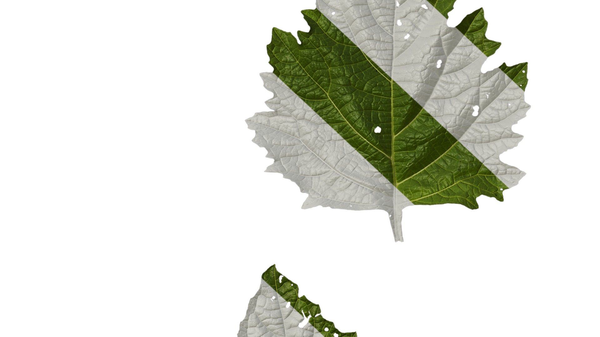 Anydrafts Nicandra physalodes Leaf 03 Texture_7