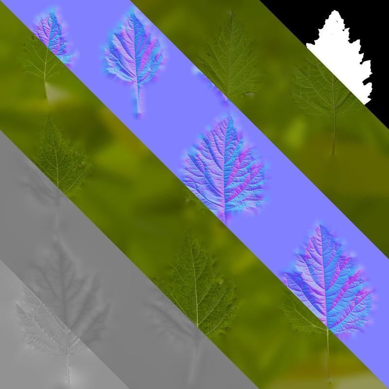 Anydrafts Nicandra physalodes Leaf 03 Texture_8