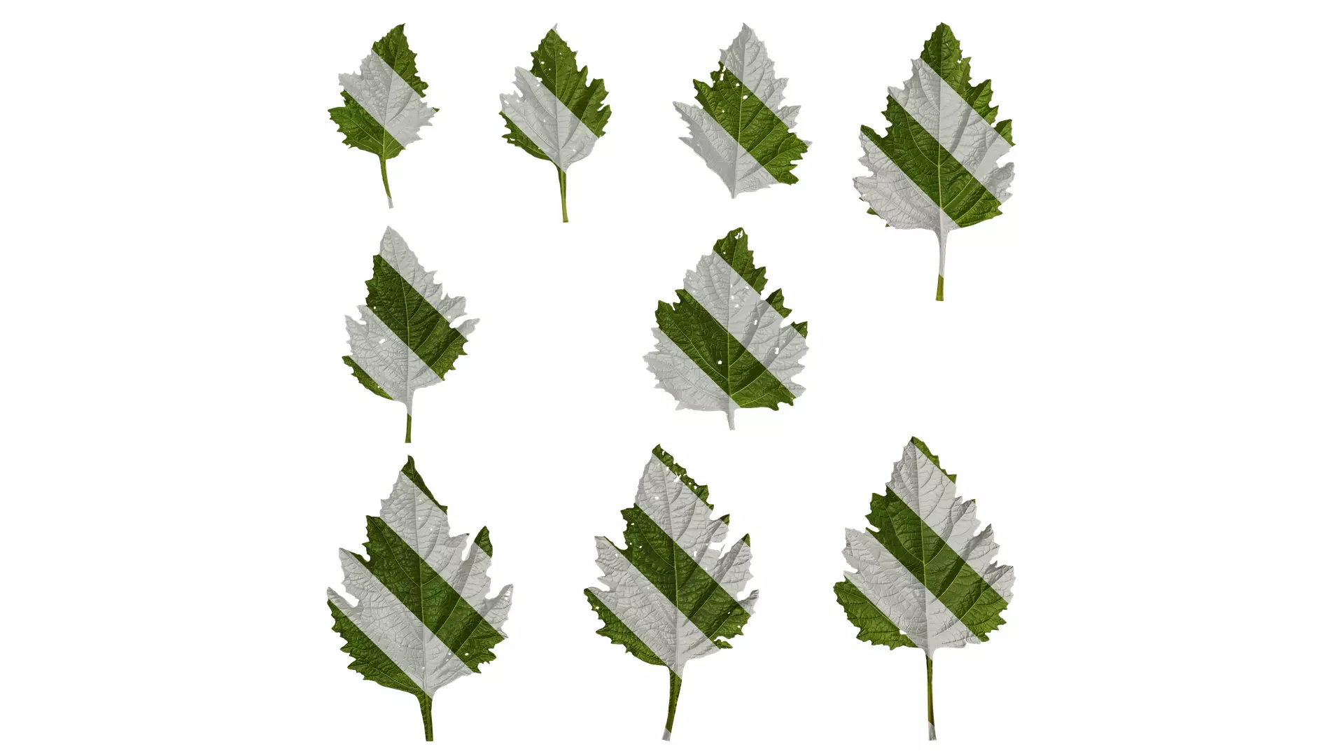 Anydrafts Nicandra physalodes Leaf 03 Texture_0