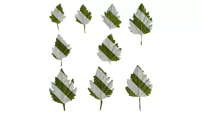 Anydrafts Nicandra physalodes Leaf 03