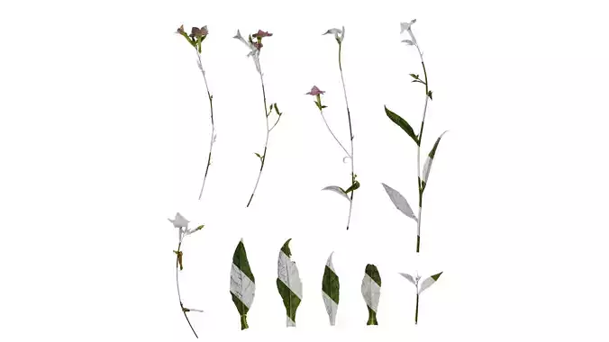 Anydrafts Nicotiana alata Atlas 01