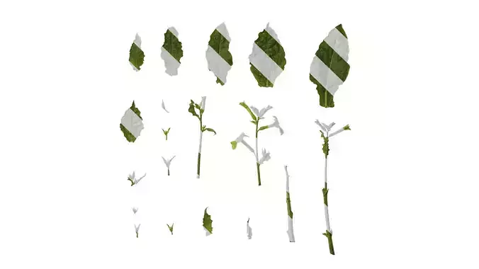 Anydrafts Nicotiana alata Atlas 02