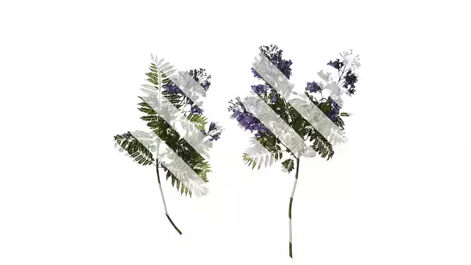 Anydrafts Jacaranda mimosifolia Atlas 09