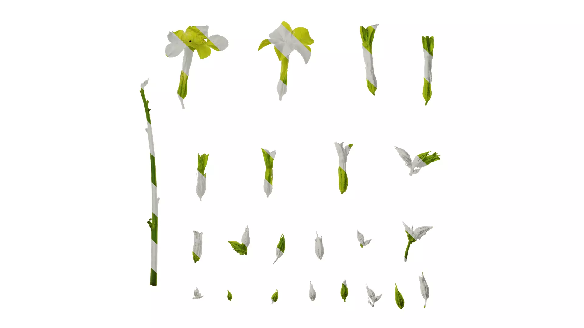 Anydrafts Nicotiana alata Flower 05 Texture_0