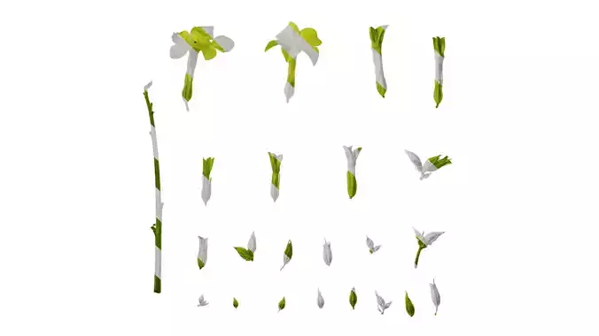 Anydrafts Nicotiana alata Flower 05