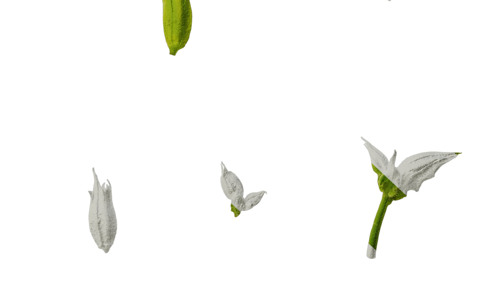 Anydrafts Nicotiana alata Flower 05 Texture_6