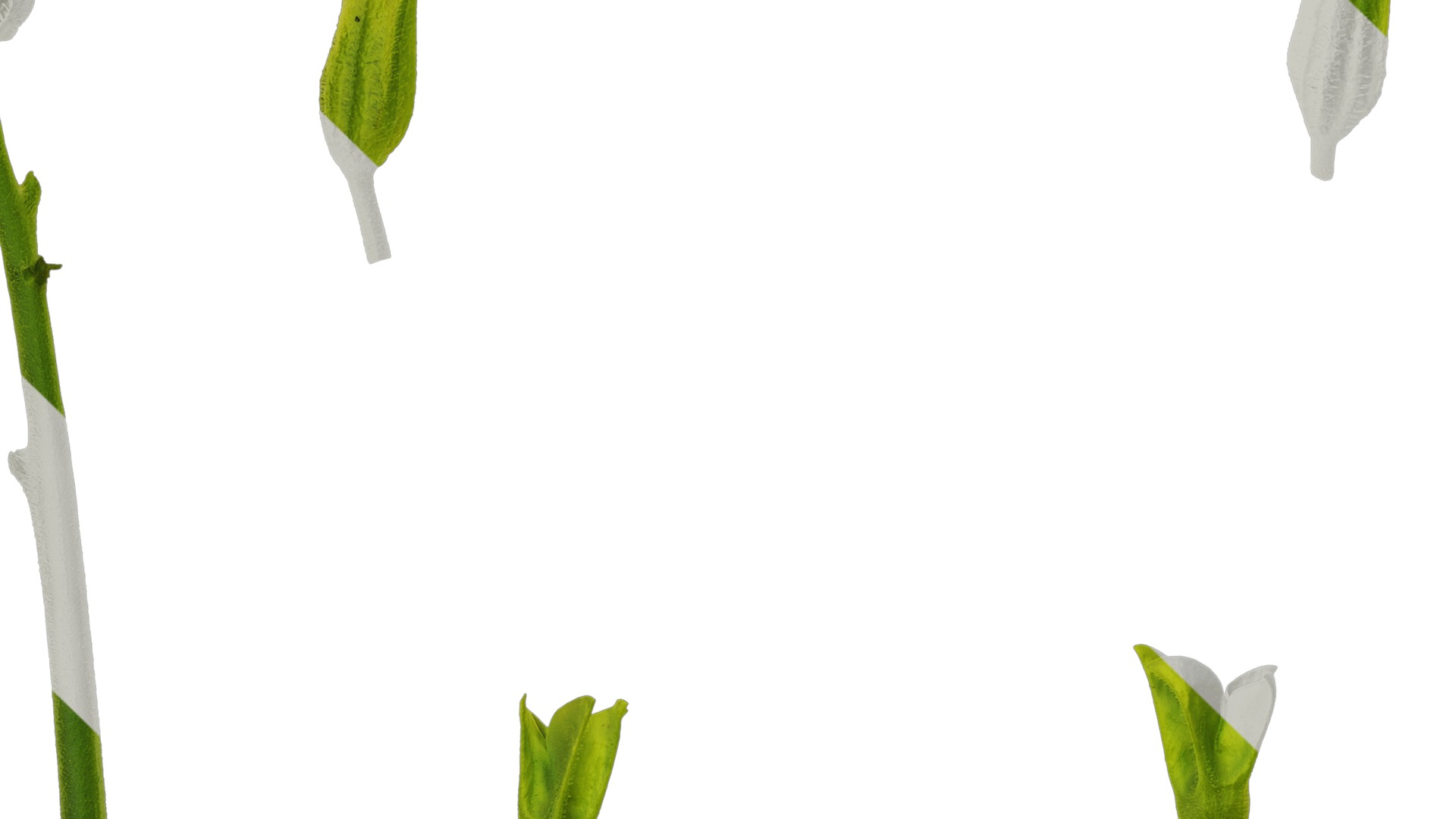 Anydrafts Nicotiana alata Flower 05 Texture_3