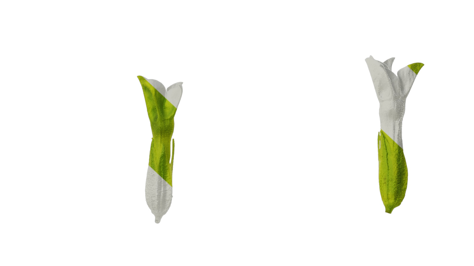 Anydrafts Nicotiana alata Flower 05 Texture_7