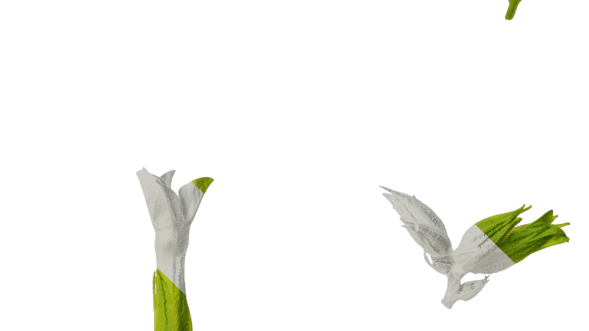 Anydrafts Nicotiana alata Flower 05 Texture_4