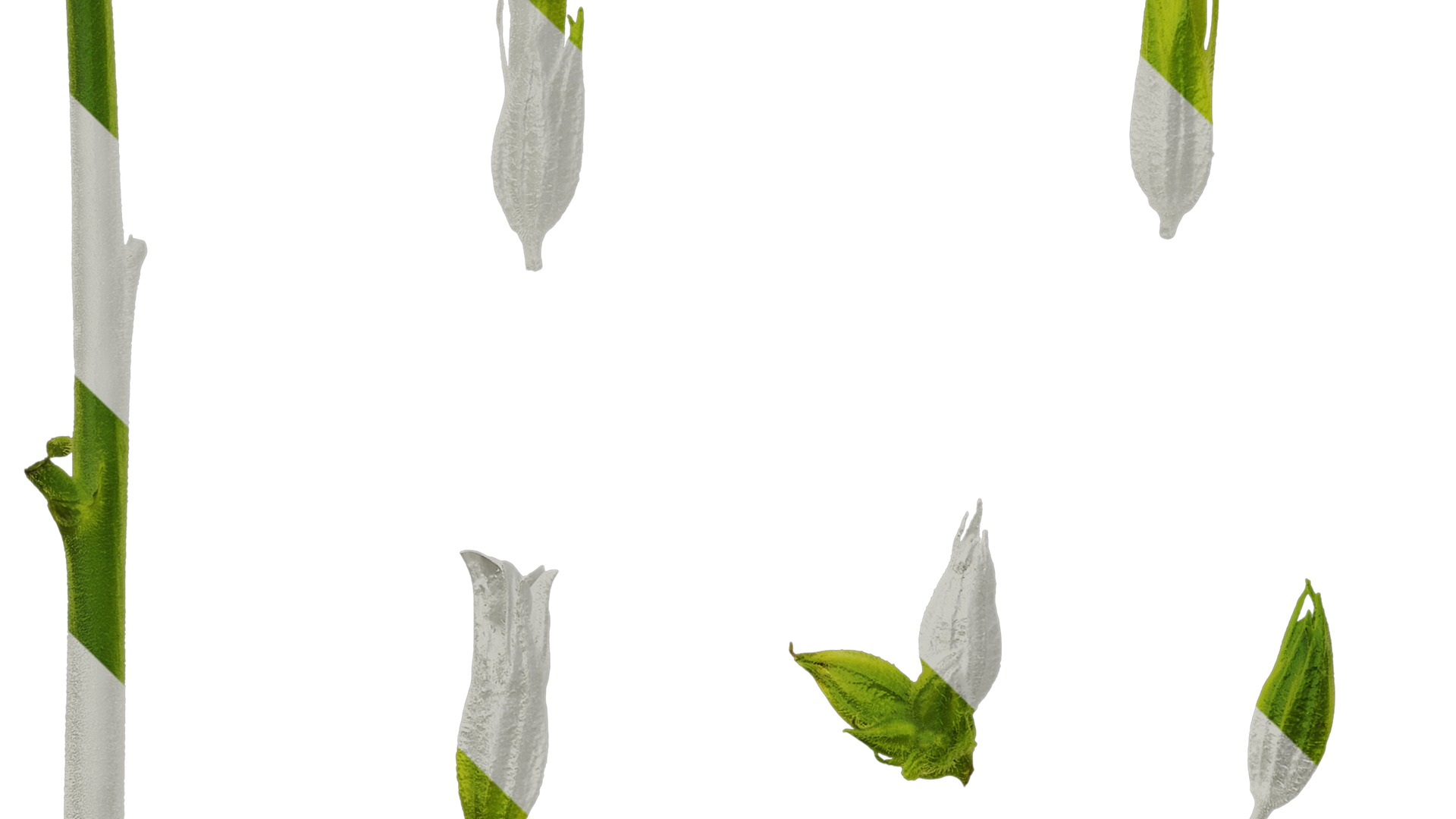 Anydrafts Nicotiana alata Flower 05 Texture_5