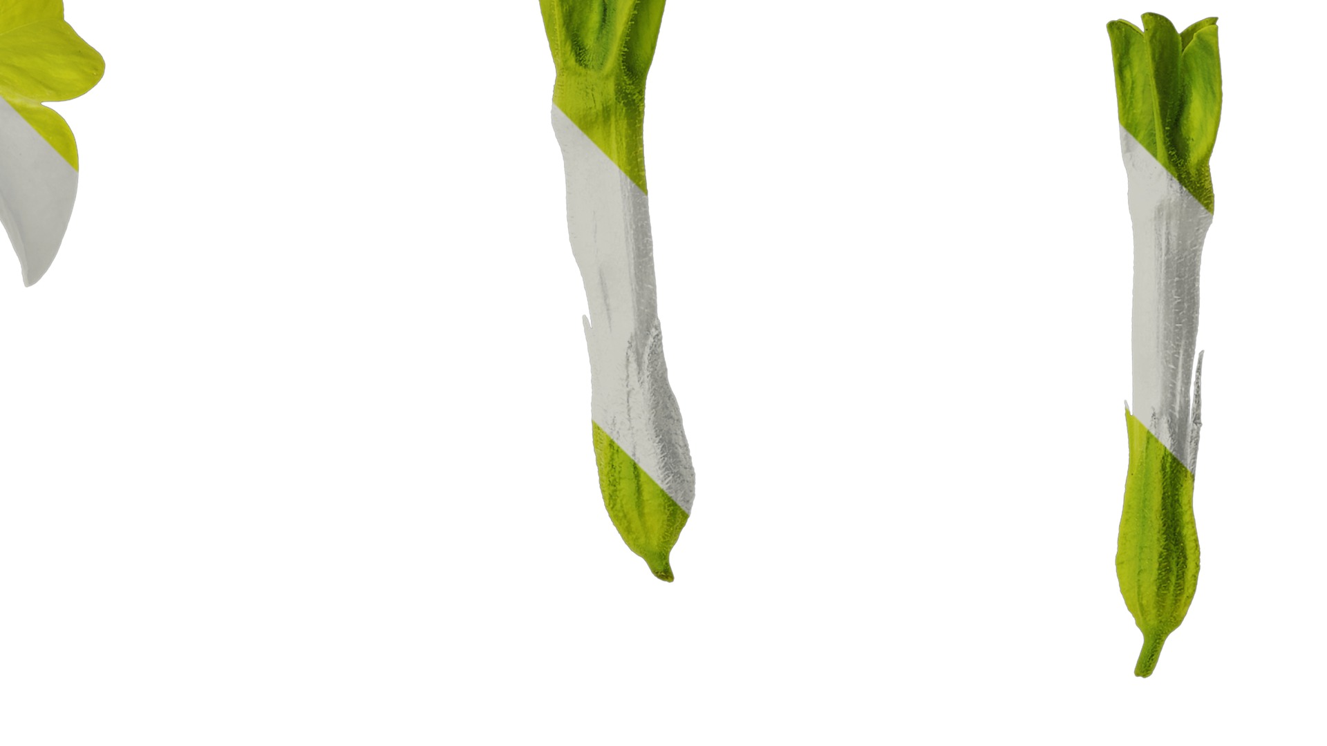 Anydrafts Nicotiana alata Flower 05 Texture_2