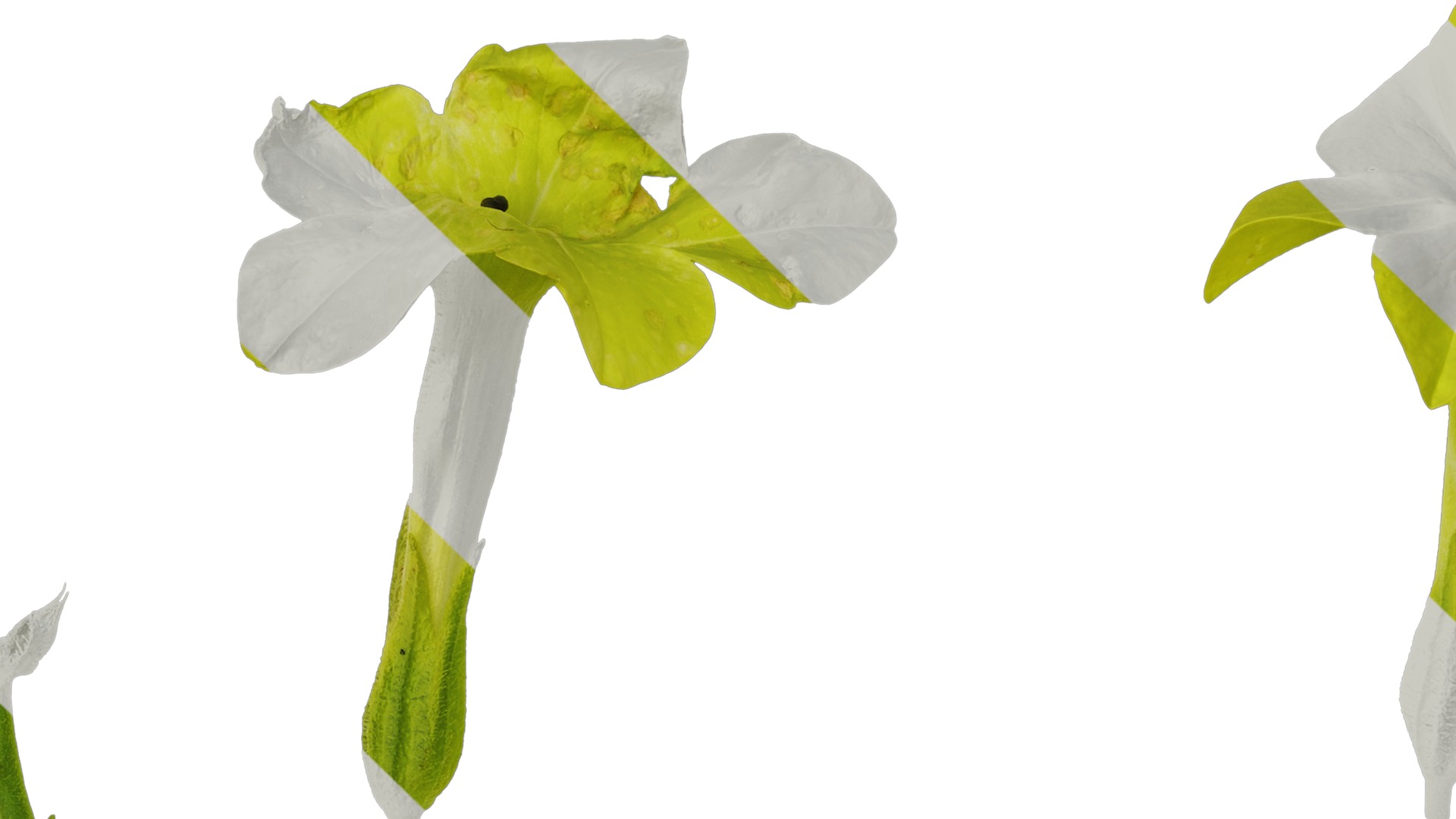 Anydrafts Nicotiana alata Flower 05 Texture_1