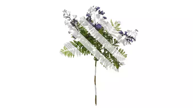 Anydrafts Jacaranda mimosifolia Atlas 10