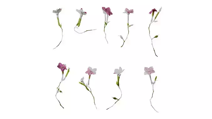 Anydrafts Nicotiana alata Flower 06