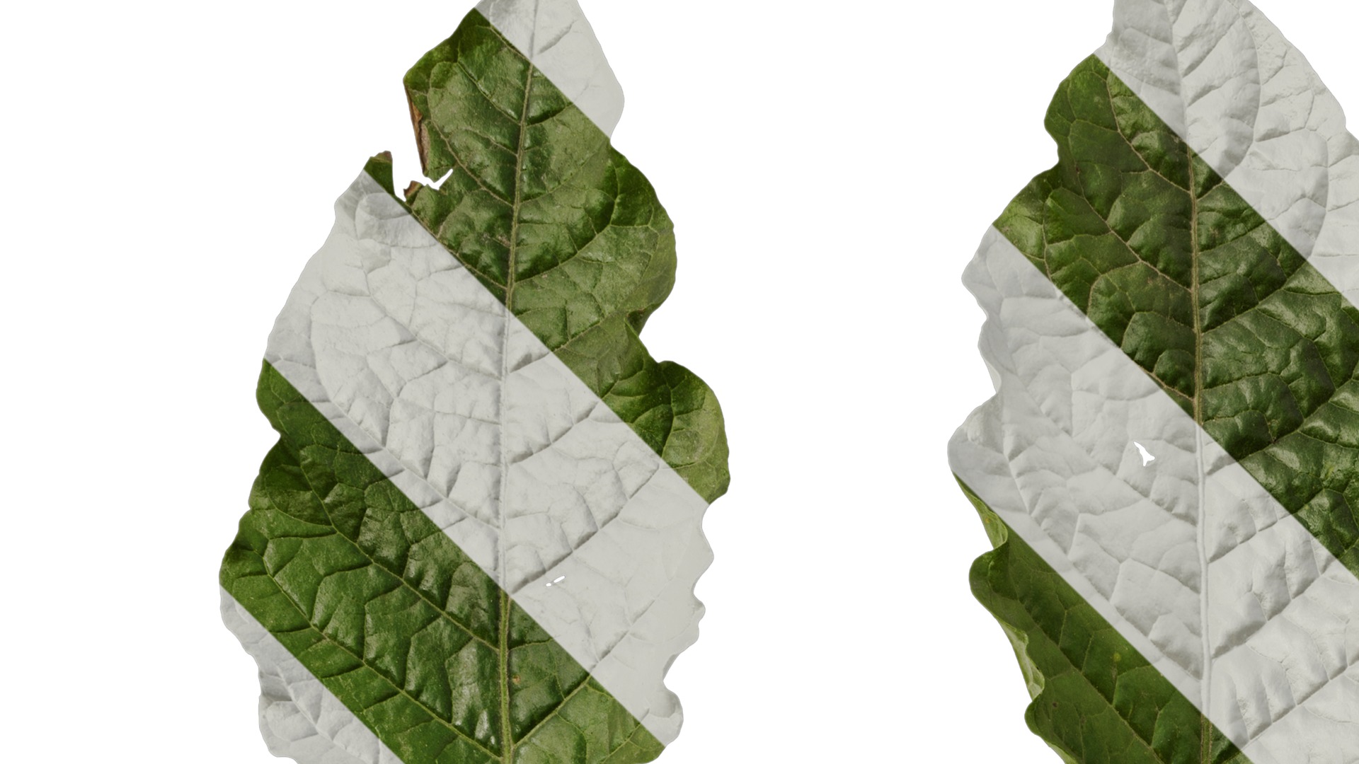 Anydrafts Nicotiana alata Leaf 01 Texture_1