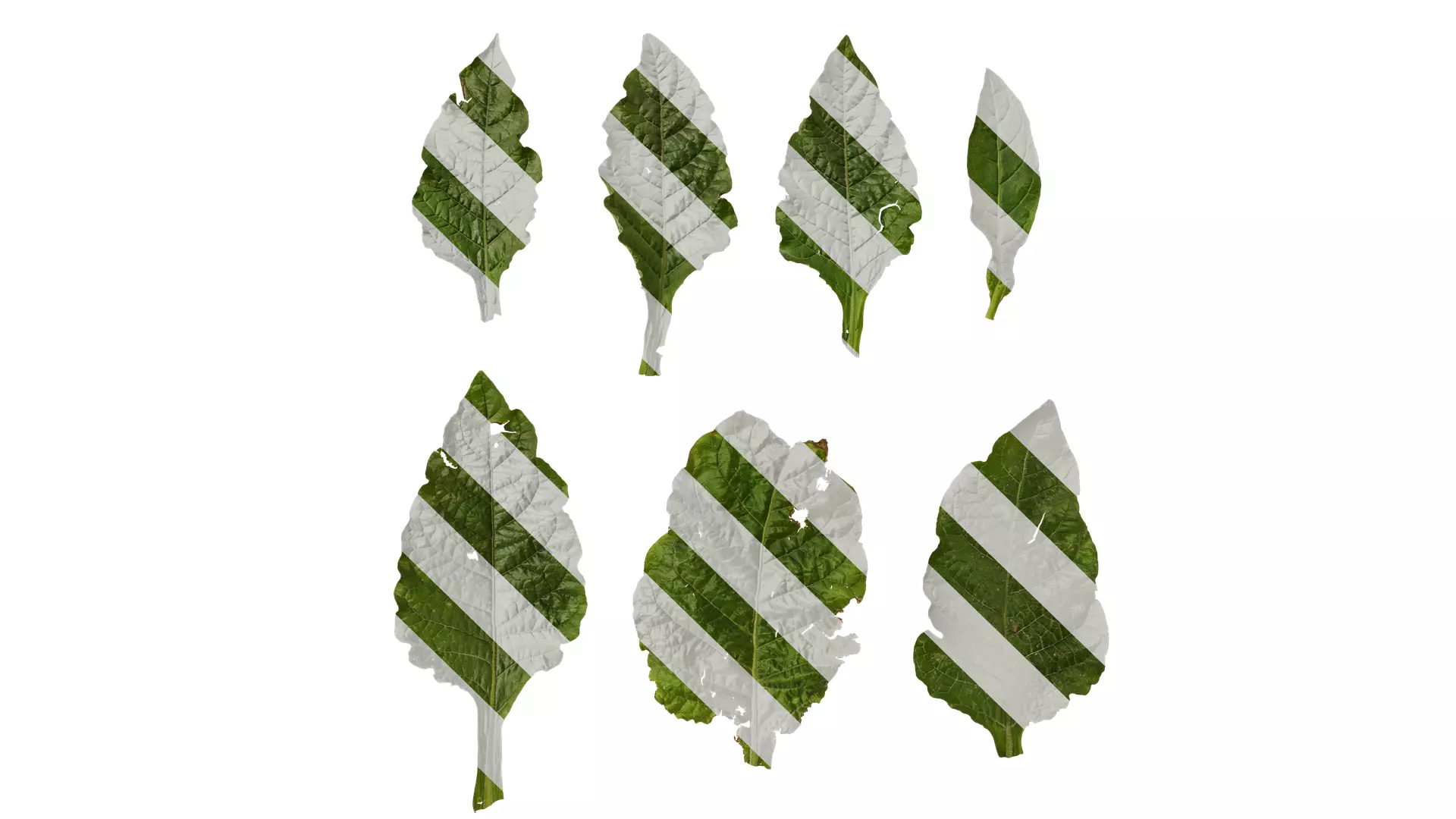 Anydrafts Nicotiana alata Leaf 01 Texture_0