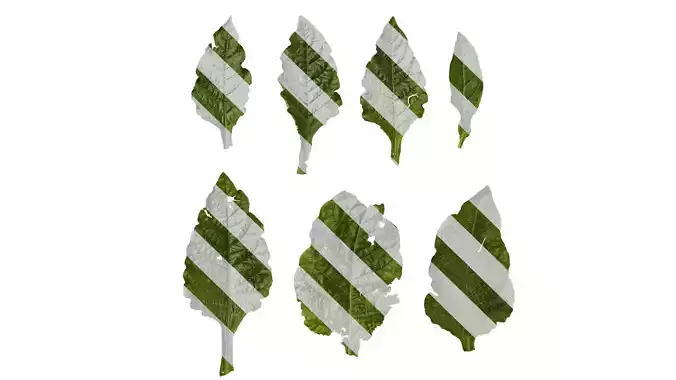 Anydrafts Nicotiana alata Leaf 01