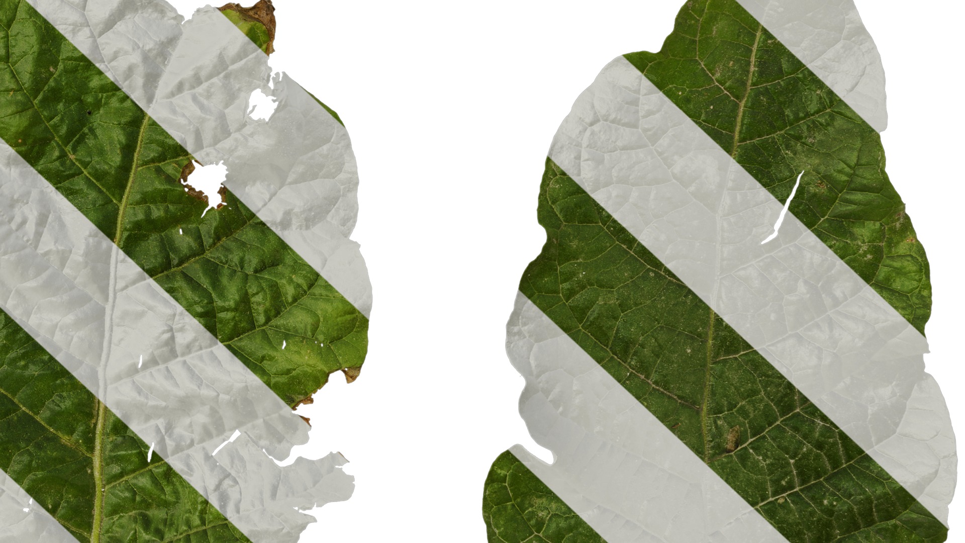 Anydrafts Nicotiana alata Leaf 01 Texture_6