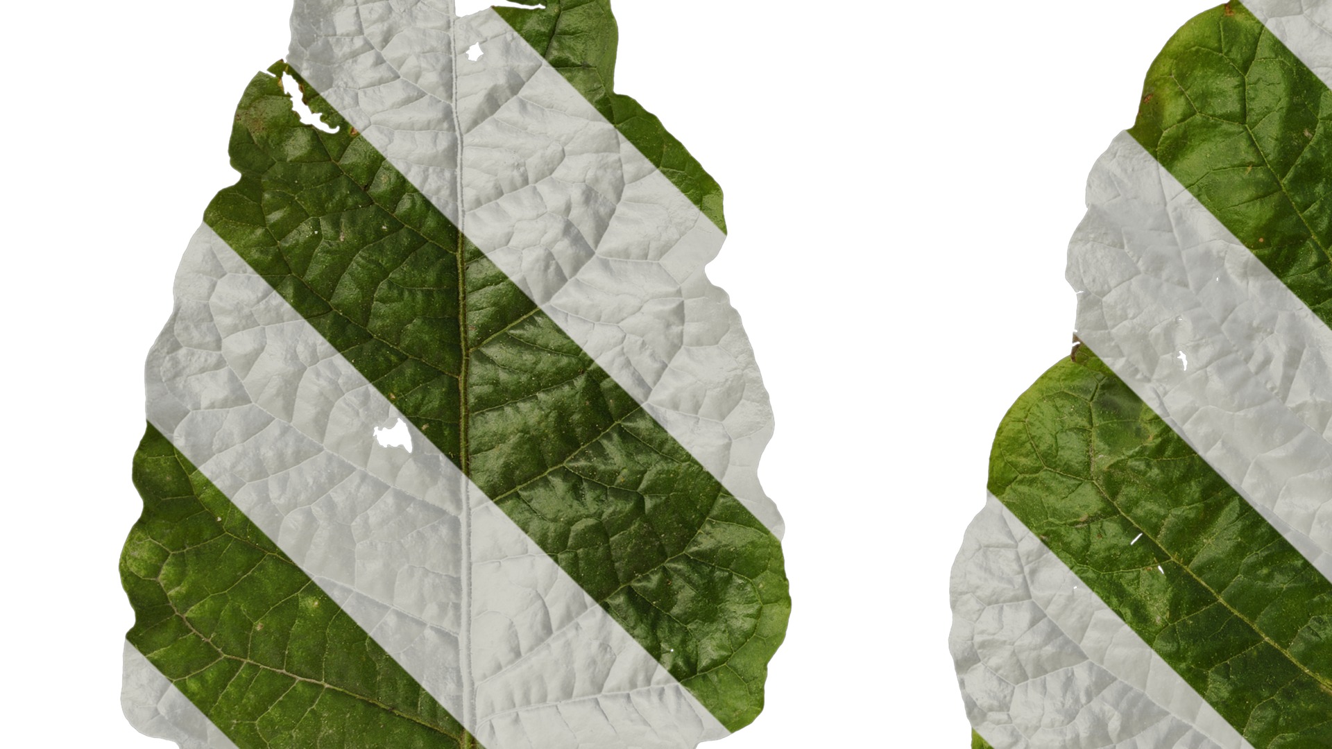 Anydrafts Nicotiana alata Leaf 01 Texture_5