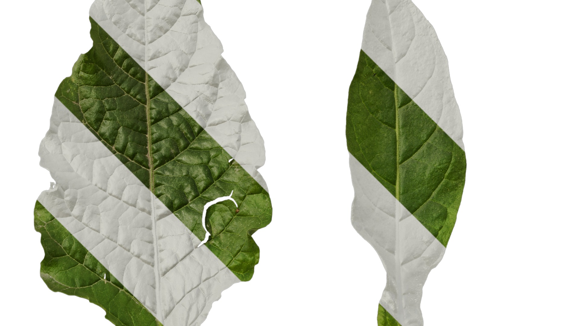 Anydrafts Nicotiana alata Leaf 01 Texture_2