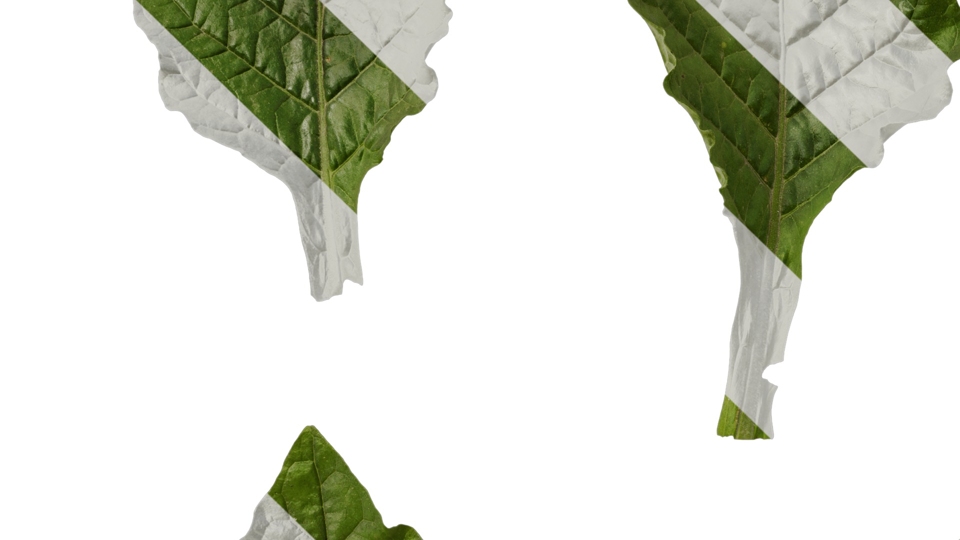 Anydrafts Nicotiana alata Leaf 01 Texture_3