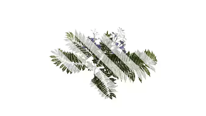 Anydrafts Jacaranda mimosifolia Atlas 12