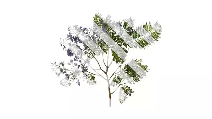 Anydrafts Jacaranda mimosifolia Atlas 13