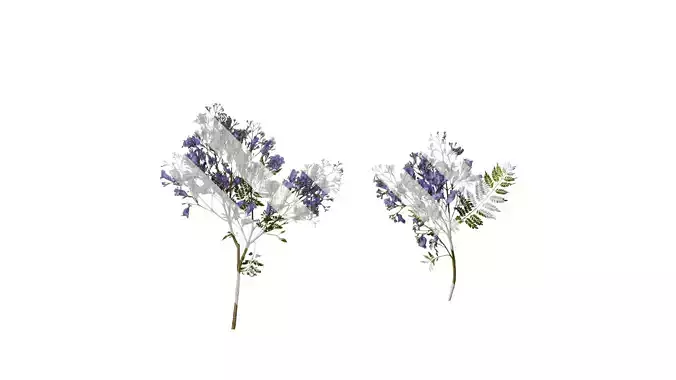 Anydrafts Jacaranda mimosifolia Atlas 14