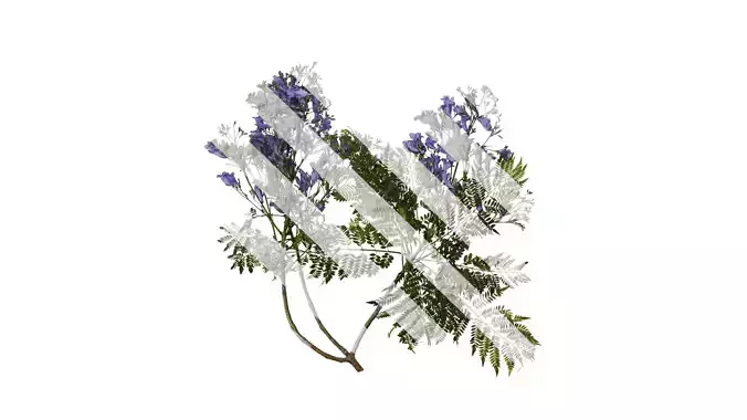 Anydrafts Jacaranda mimosifolia Atlas 15