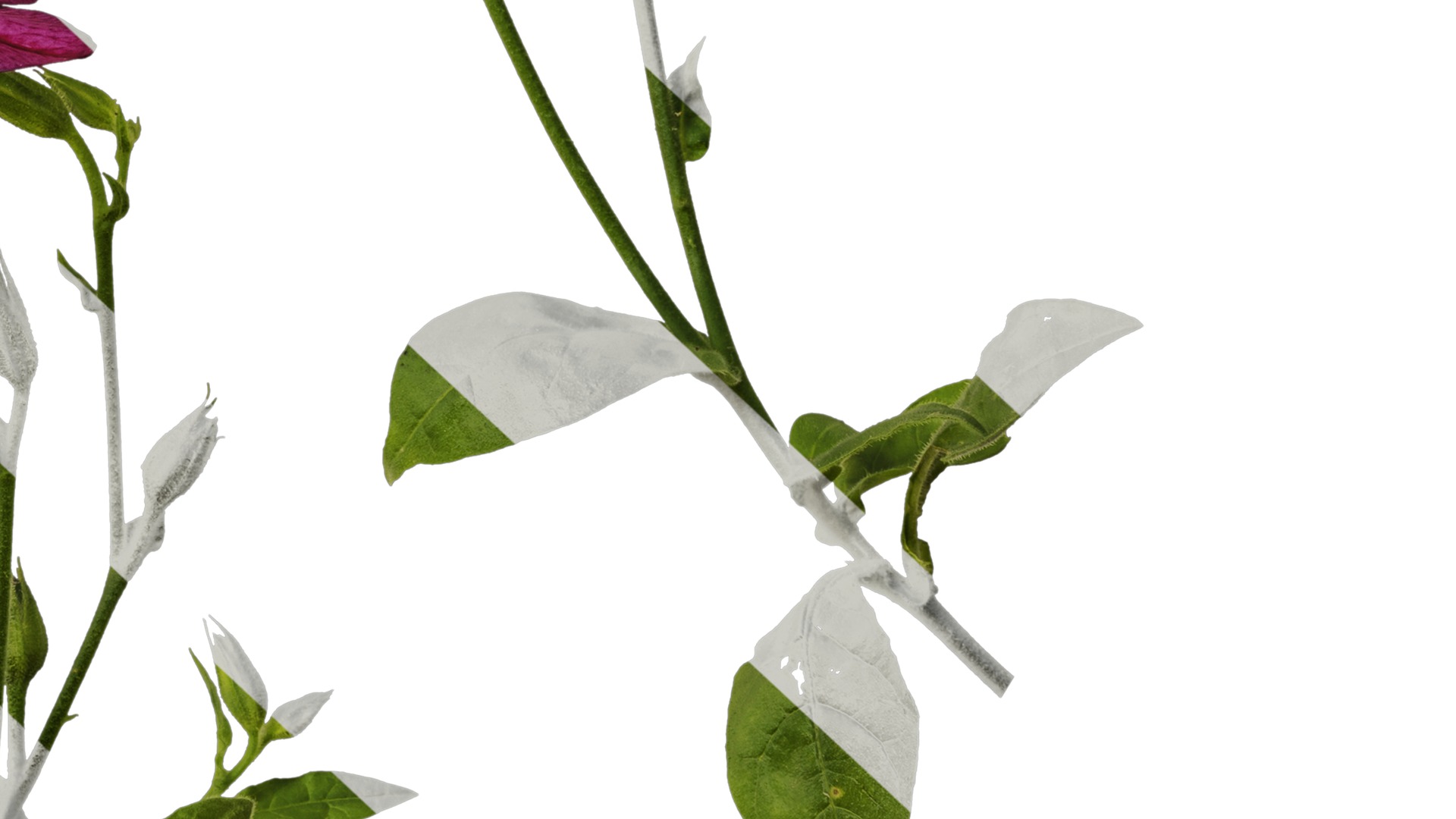 Anydrafts Nicotiana tabacum Atlas 06 Texture_6