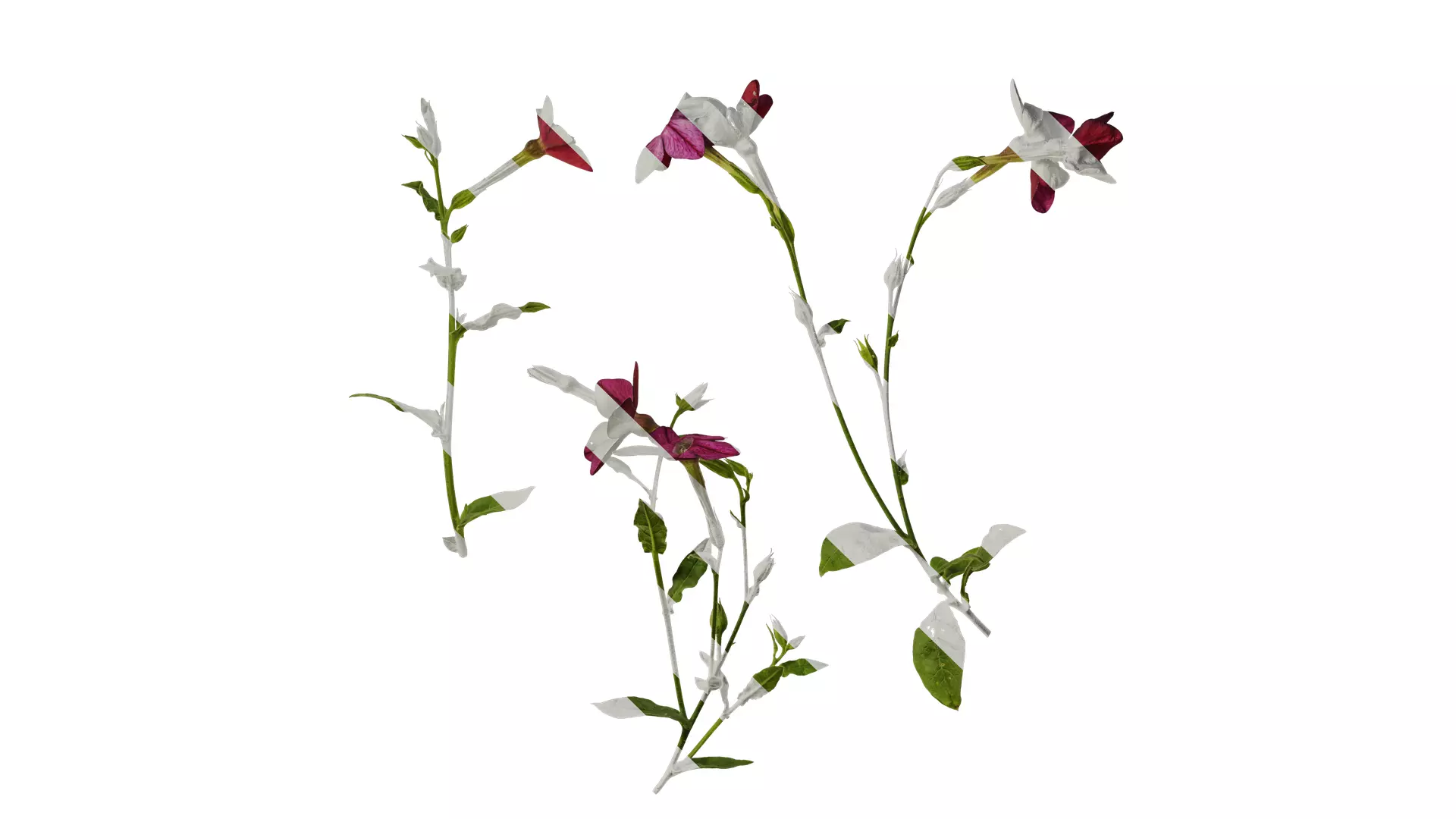 Anydrafts Nicotiana tabacum Atlas 06 Texture_0