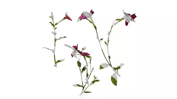 Anydrafts Nicotiana tabacum Atlas 06