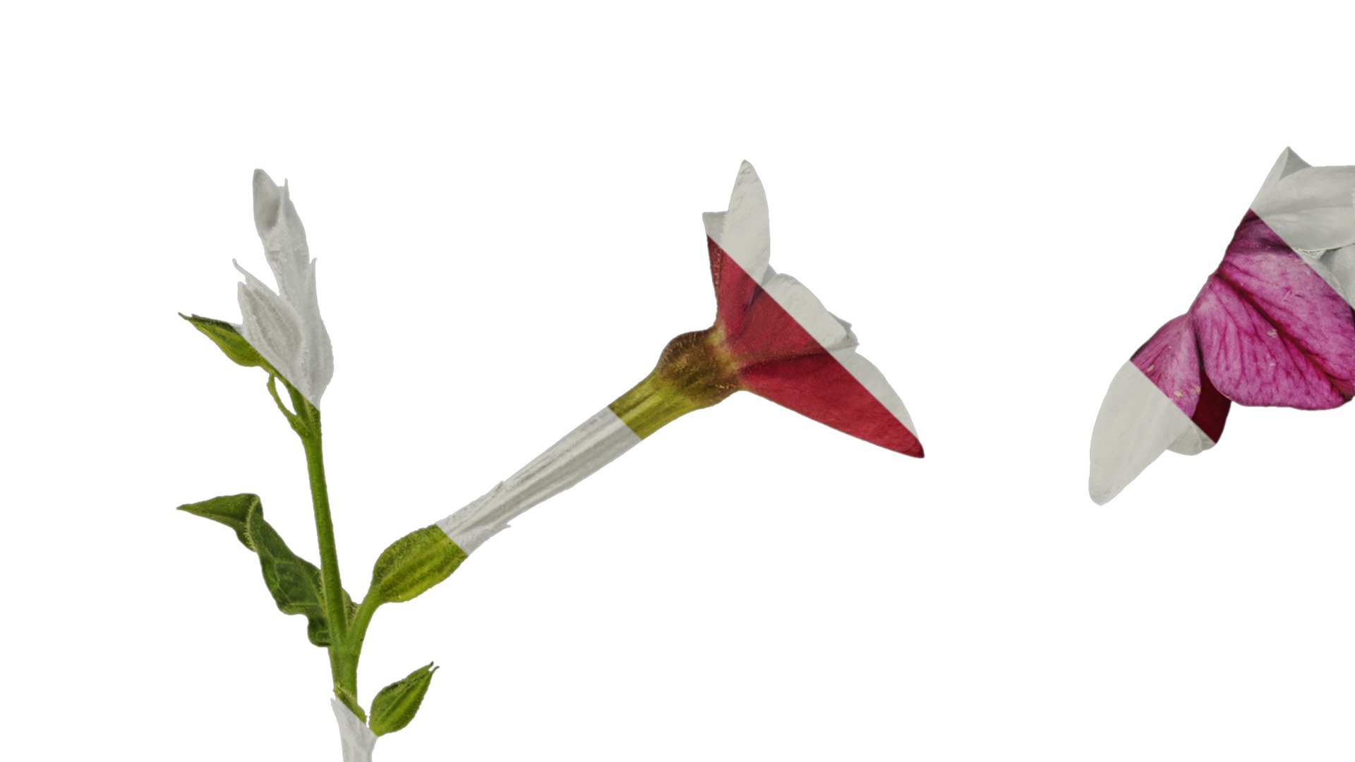 Anydrafts Nicotiana tabacum Atlas 06 Texture_1