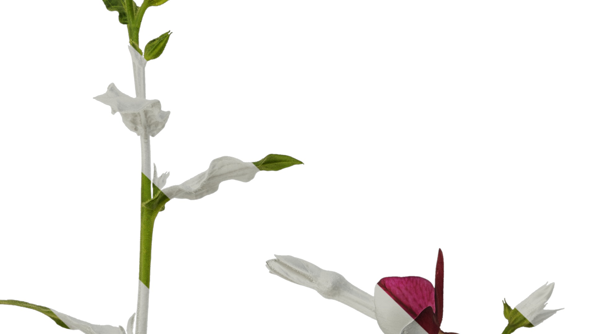 Anydrafts Nicotiana tabacum Atlas 06 Texture_3