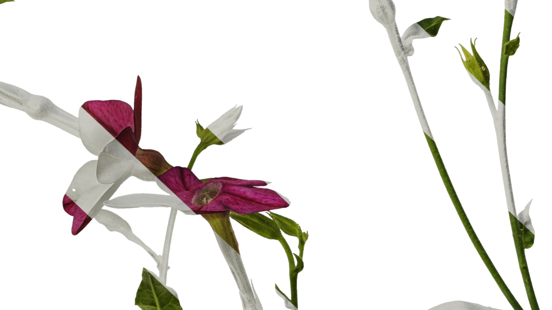 Anydrafts Nicotiana tabacum Atlas 06 Texture_7