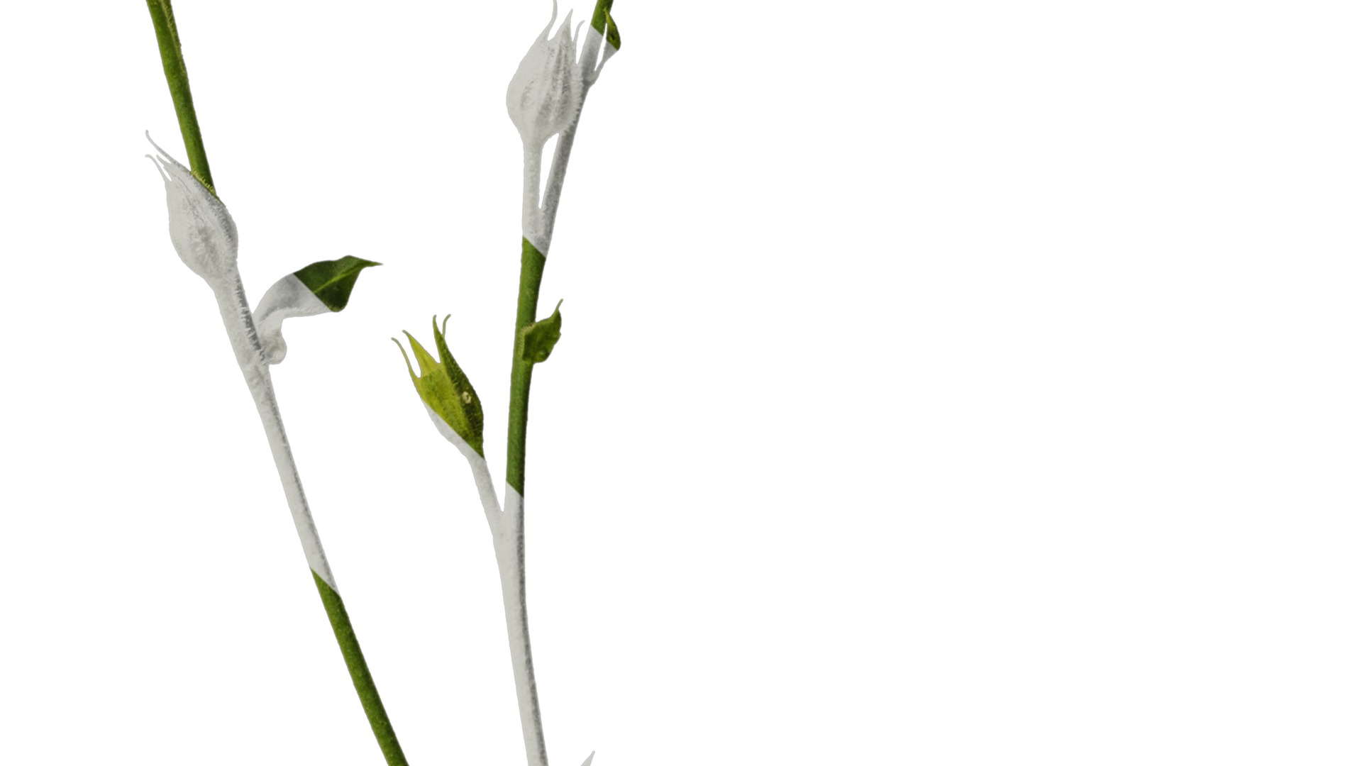 Anydrafts Nicotiana tabacum Atlas 06 Texture_4