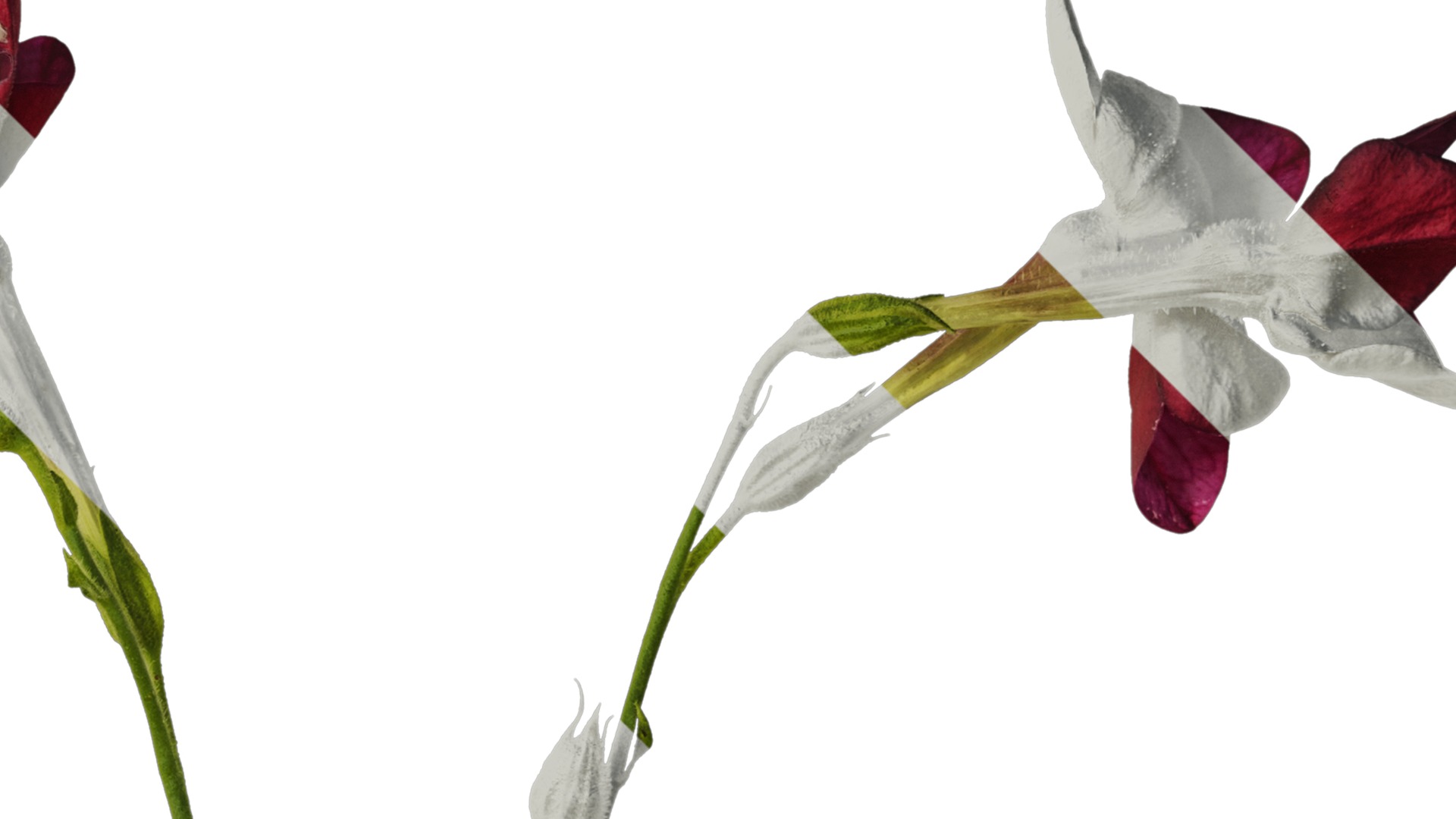 Anydrafts Nicotiana tabacum Atlas 06 Texture_2