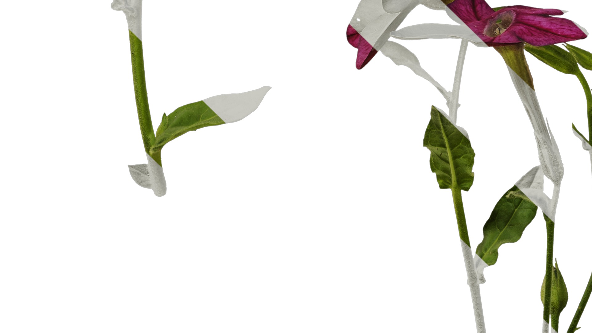 Anydrafts Nicotiana tabacum Atlas 06 Texture_5