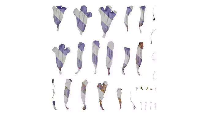 Anydrafts Jacaranda mimosifolia Flower 08