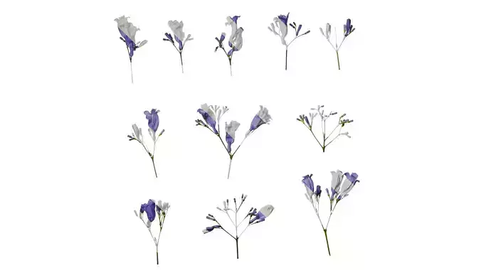 Anydrafts Jacaranda mimosifolia Flower 09