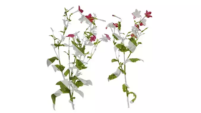 Anydrafts Nicotiana tabacum Atlas 08