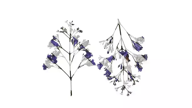 Anydrafts Jacaranda mimosifolia Flower 10
