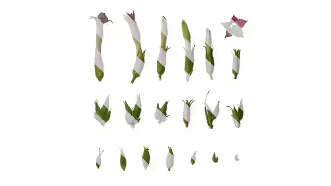 Anydrafts Nicotiana tabacum Flower 03